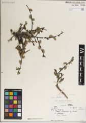 Foto von Salix karelinii Turcz. ex Stschegl.
